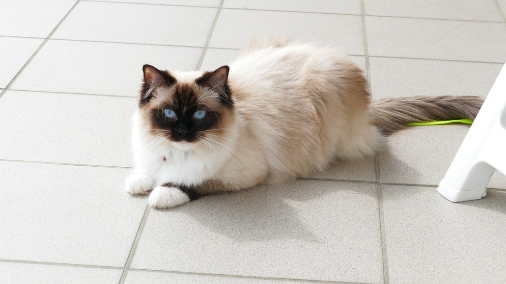 Adottare un gatto Ragdoll