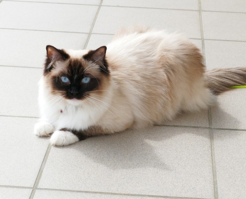 Adottare un gatto Ragdoll