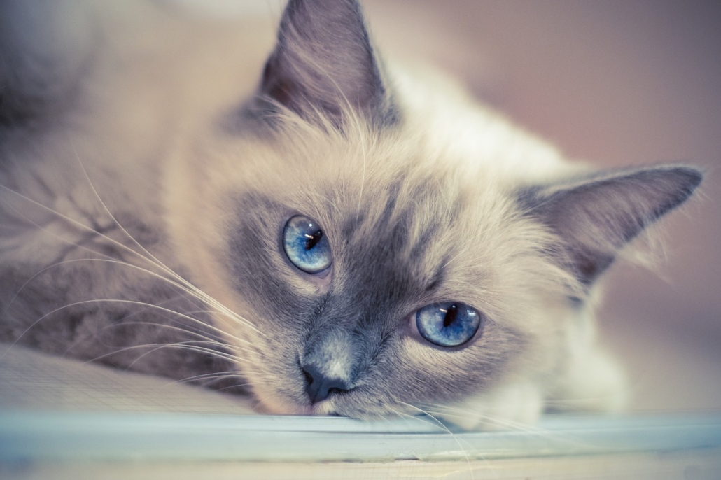 Ragdoll: un gatto imponente ma tanto docile