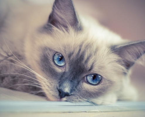 Ragdoll: un gatto imponente ma tanto docile