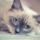 Ragdoll: un gatto imponente ma tanto docile