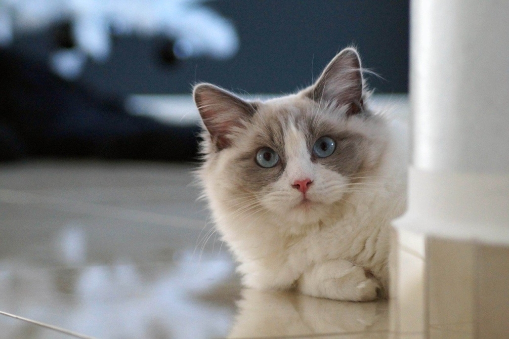 Cure e salute del gatto Ragdoll