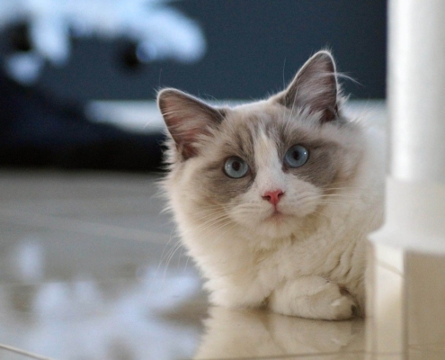 Cure e salute del gatto Ragdoll
