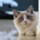 Cure e salute del gatto Ragdoll