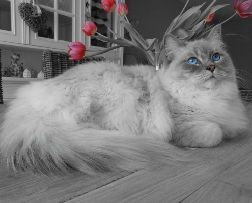 Gatti di razza Ragdoll: i preferiti di molte persone