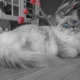 Gatti di razza Ragdoll: i preferiti di molte persone