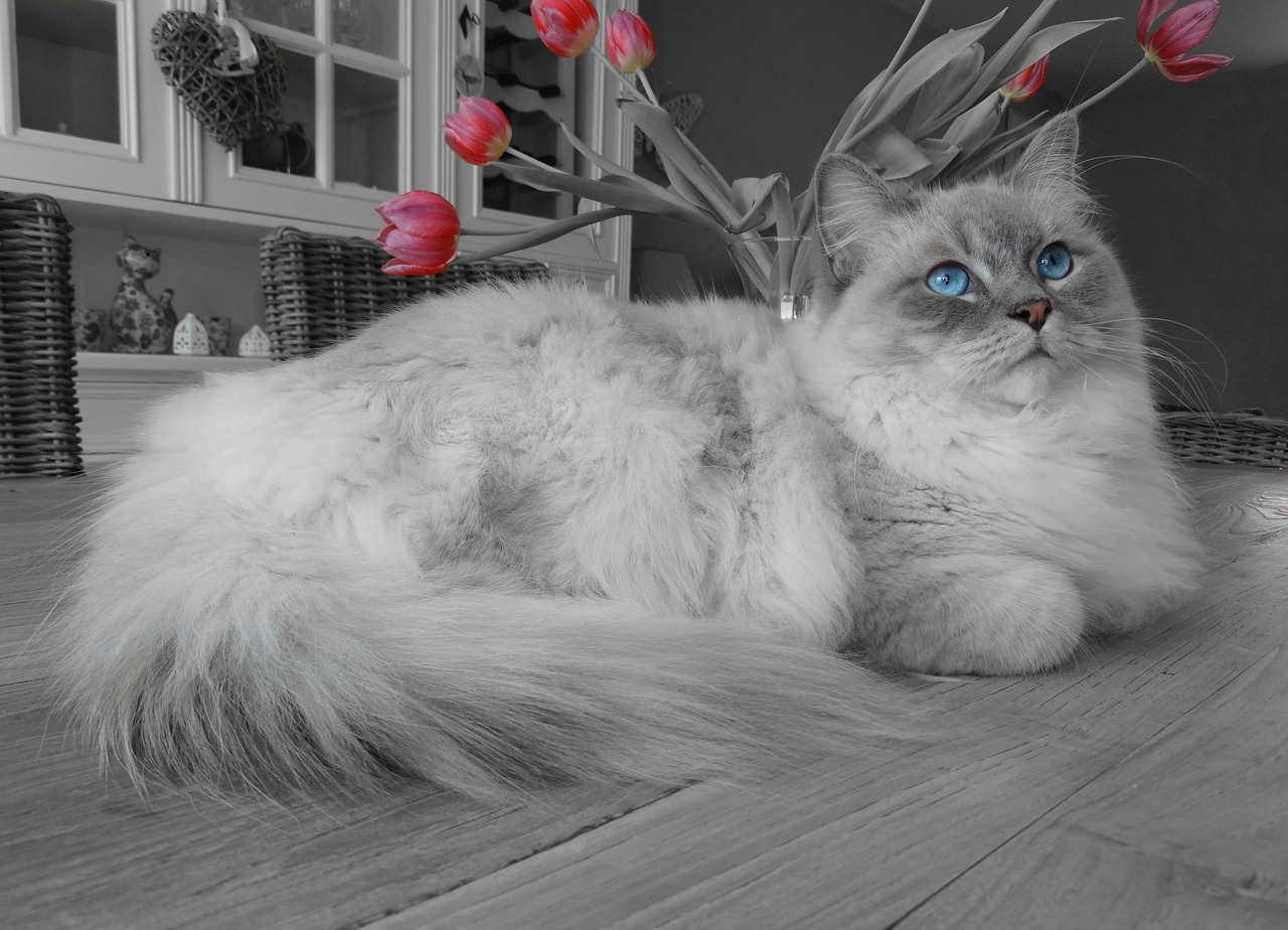 Gatti di razza Ragdoll: i preferiti di molte persone